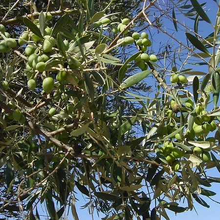 Appartement The Olive Tree House Lissabon